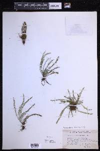 Moranopteris trichomanoides image