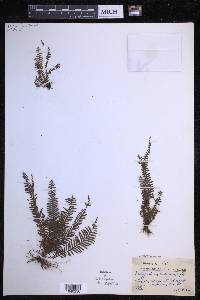 Tomophyllum macrum image