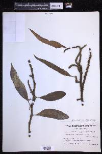 Microgramma lycopodioides image