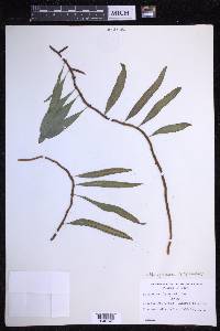 Microgramma lycopodioides image
