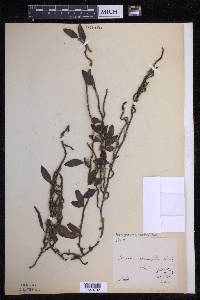 Microgramma vaccinifolia image