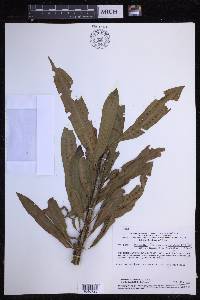 Microgramma persicariifolia image