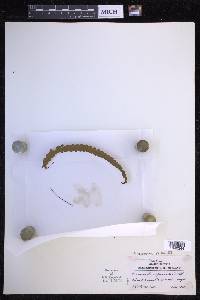 Enterosora trifurcata image