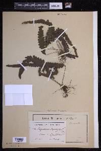 Enterosora trifurcata image