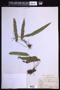 Enterosora trifurcata image