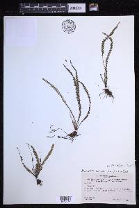 Moranopteris taenifolia image