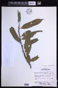 Microgramma persicariifolia image
