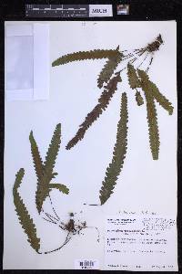 Enterosora trifurcata image