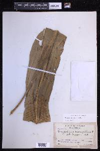 Niphidium crassifolium image