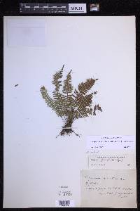 Lellingeria apiculata image