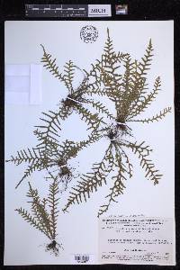 Lellingeria subsessilis image