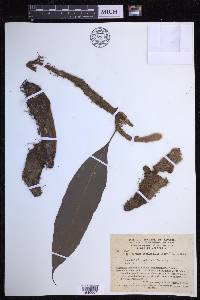 Microgramma megalophylla image