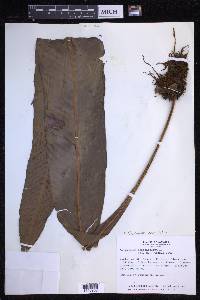 Niphidium crassifolium image