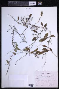 Microgramma piloselloides image