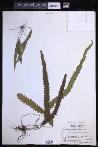 Enterosora trifurcata image