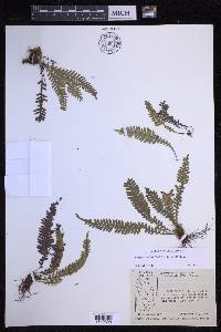 Lellingeria tenuicula image