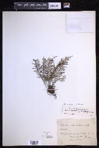 Moranopteris achilleifolia image