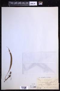 Microgramma percussa image