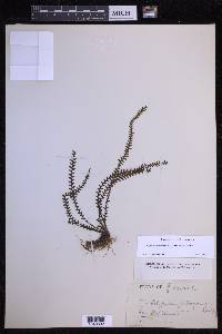 Lellingeria suspensa image