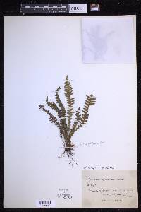 Moranopteris gradata image