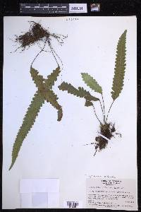 Enterosora trifurcata image