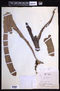 Niphidium crassifolium image
