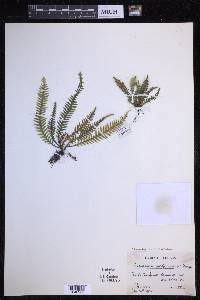 Tomophyllum subfalcatum image