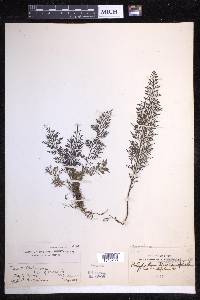 Tomophyllum millefolium image