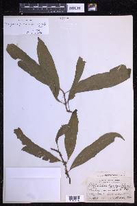 Microgramma persicariifolia image