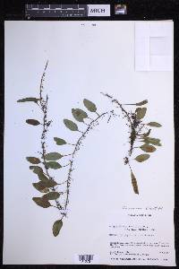 Microgramma piloselloides image