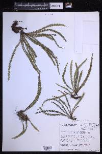 Moranopteris taenifolia image