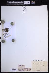 Moranopteris grisebachii image