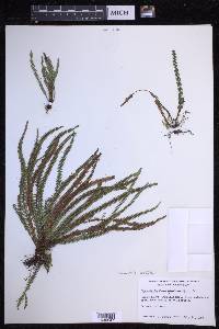 Moranopteris taenifolia image