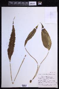 Selliguea feei image