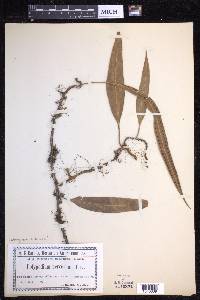 Microgramma percussa image