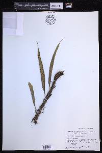 Microgramma percussa image