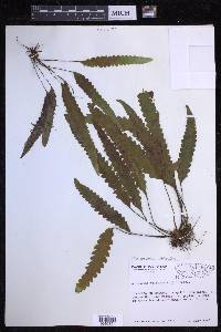 Enterosora trifurcata image