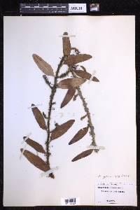 Microgramma lycopodioides image
