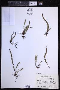 Melpomene moniliformis image