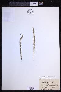 Moranopteris trichomanoides image