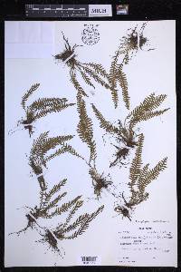 Tomophyllum subfalcatum image