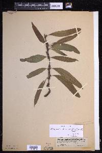 Microgramma persicariifolia image