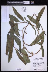 Microgramma persicariifolia image