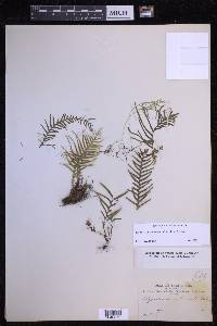 Lellingeria flagellipinnata image