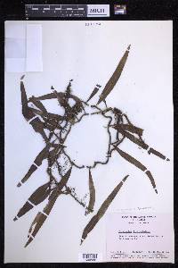 Microgramma lycopodioides image