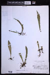 Loxogramme mexicana image