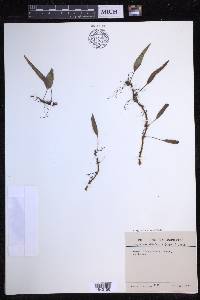 Selliguea whitfordii image