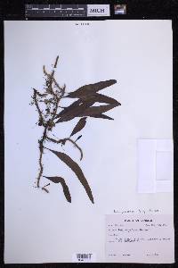 Microgramma lycopodioides image