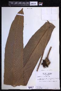 Niphidium crassifolium image