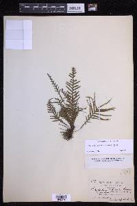 Lellingeria flagellipinnata image